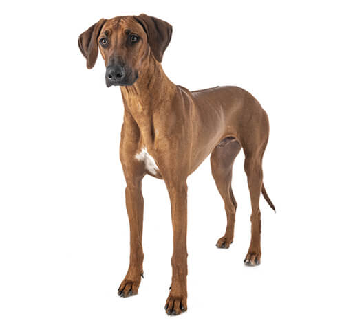 Rhodesian store ridgeback precio